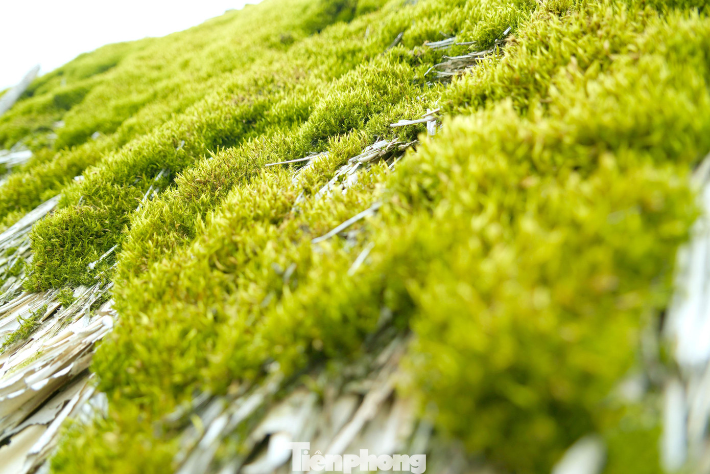 Theo người dân địa phương, nhà ít nhất phải có tuổi đời 5 năm trở lên mới bắt đầu hình thành lớp rêu trên mái.