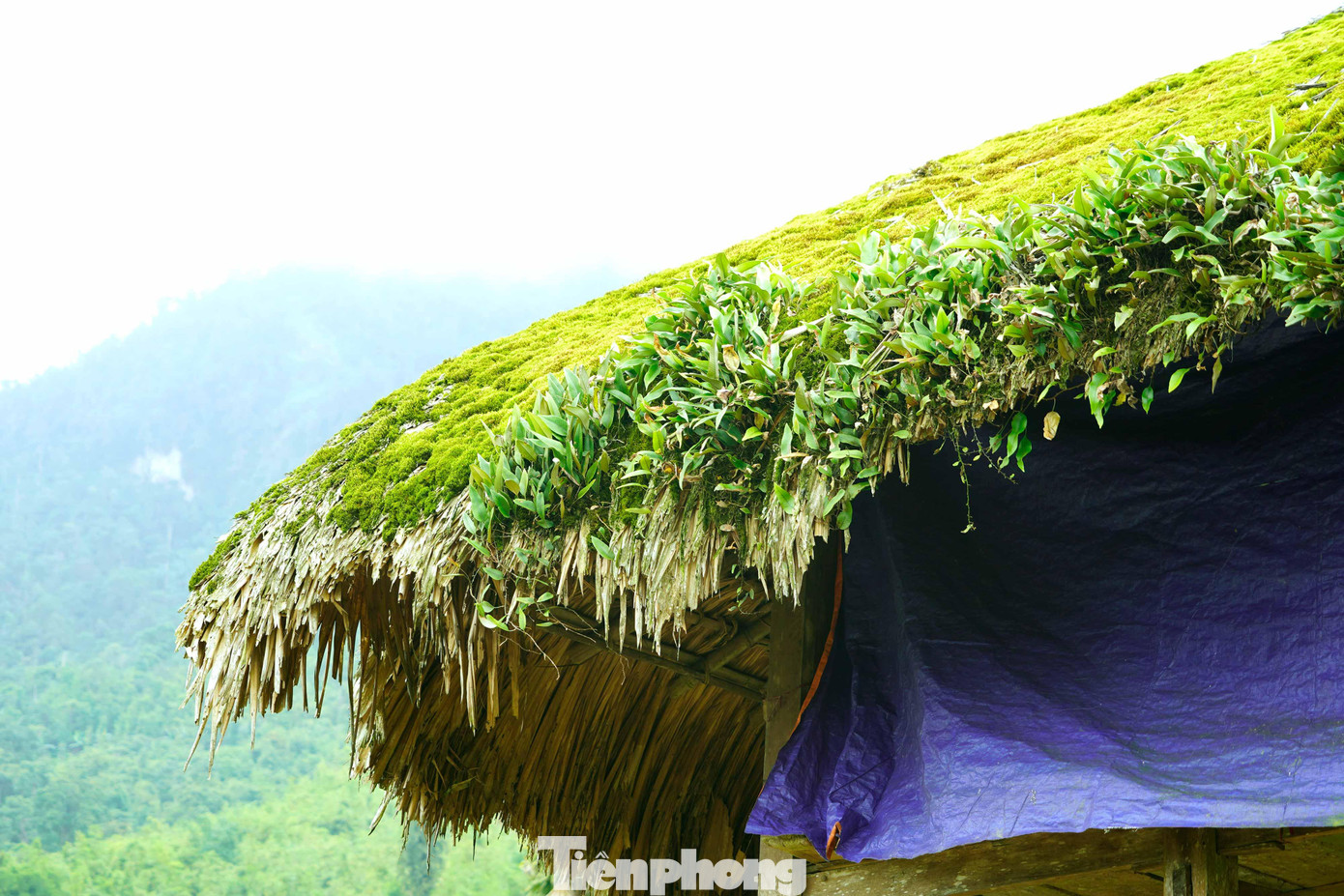 100% người dân sống ở đây là đồng bào dân tộc Dao.