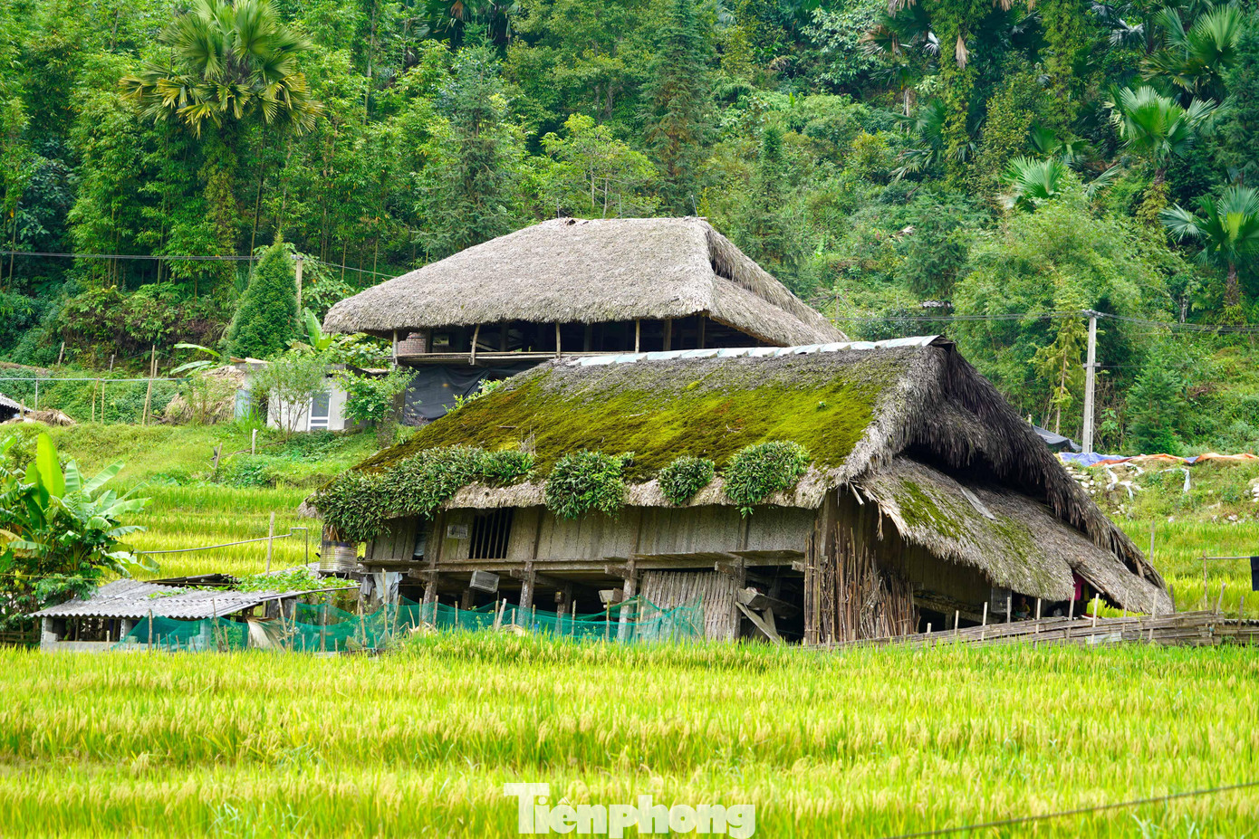 Du khách có thể đoán được tuổi ngôi nhà qua lớp rêu dày hay mỏng trên mái.