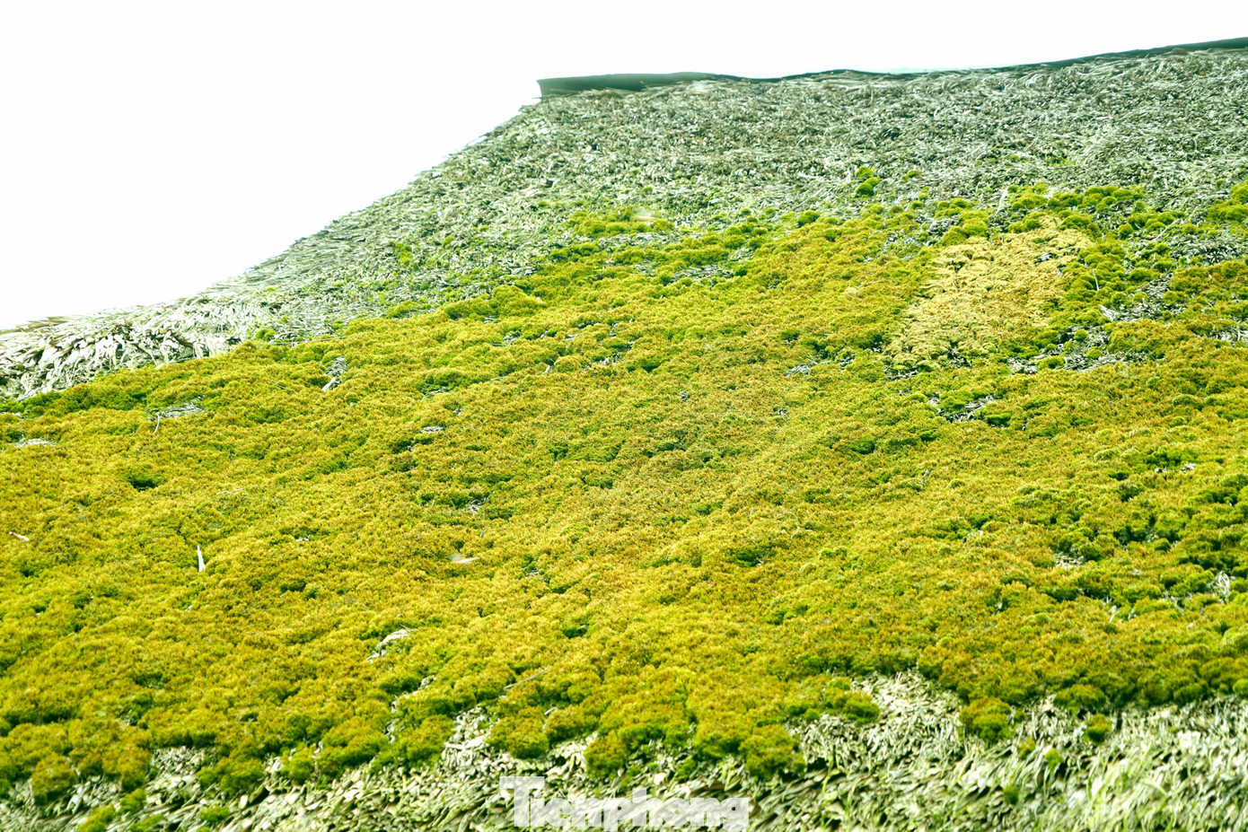 Những ngôi nhà này đều có tuổi đời từ 20-50 năm.