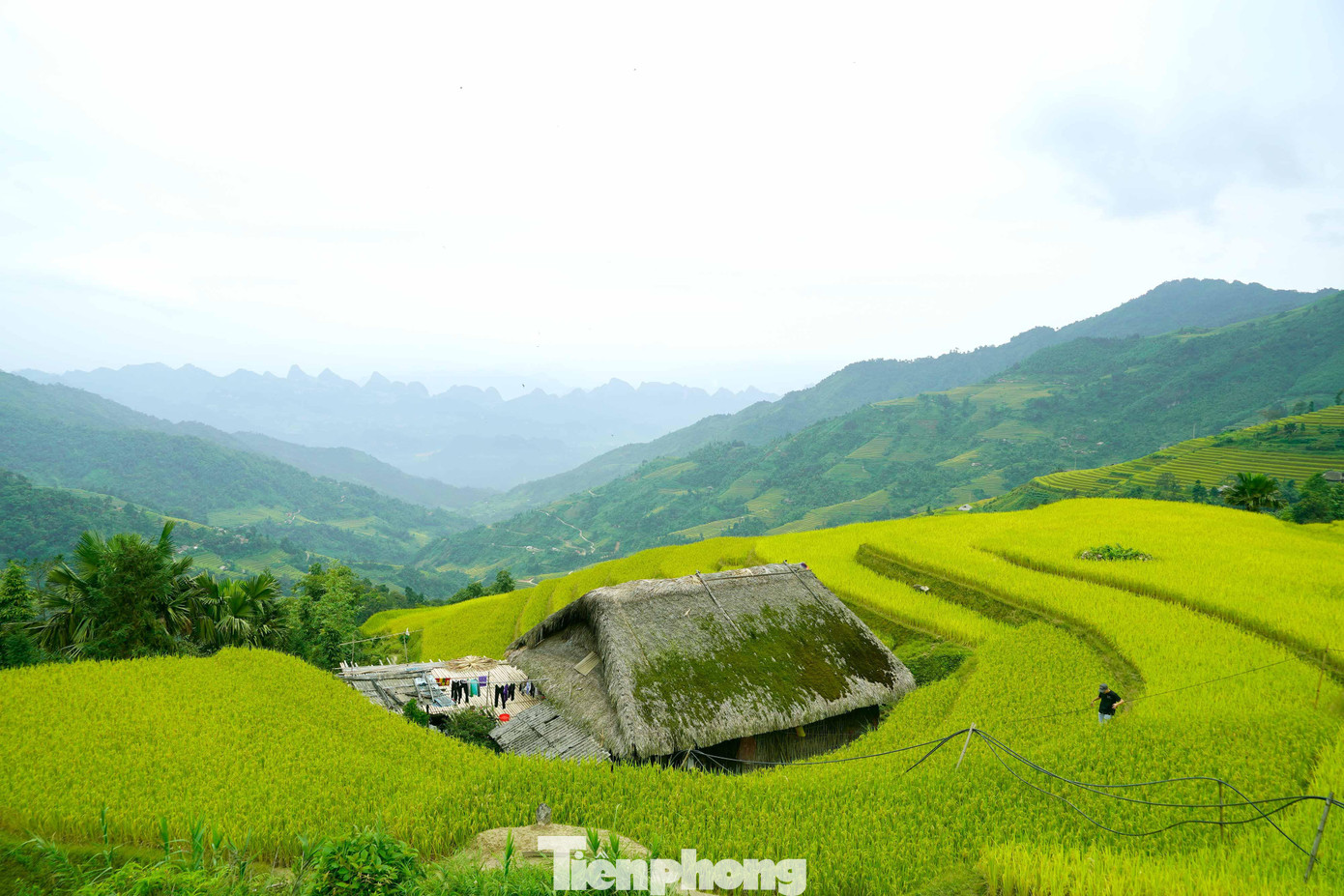 Những lớp rêu trên mái giúp cách nhiệt cho ngôi nhà vào mùa hè và tạo nên sự mát mẻ, mùa đông thì ấm áp.