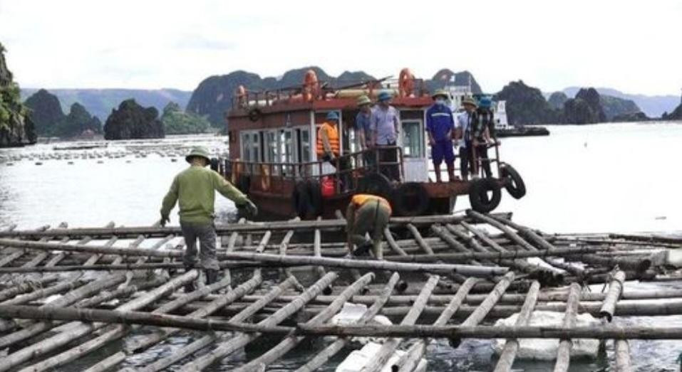 Lực lượng chức năng tháo dỡ, cưỡng chế khu vực nuôi trồng thủy sản trái phép trên vùng biển thành phố Cẩm Phả. Lực lượng chức năng tháo dỡ, cưỡng chế khu vực nuôi trồng thủy sản trái phép trên vùng biển thành phố Cẩm Phả.