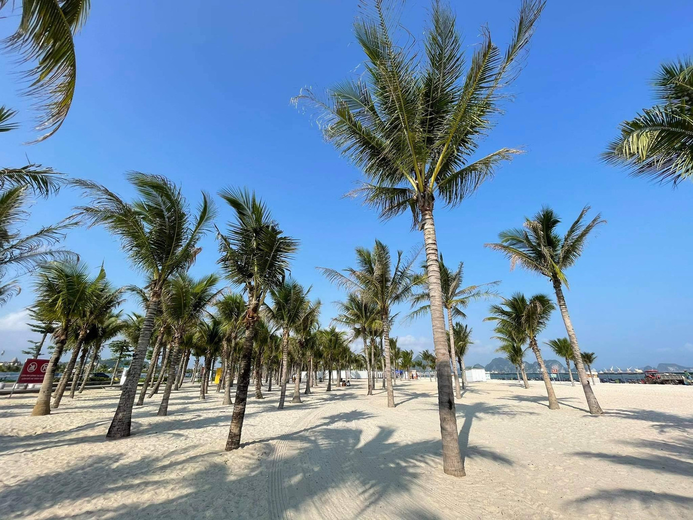 Bóng dừa đổ bóng bên bờ biển, khách không đến, bầu trời xanh thăm thẳm. Bóng dừa đổ bóng bên bờ biển, khách không đến, bầu trời xanh thăm thẳm.