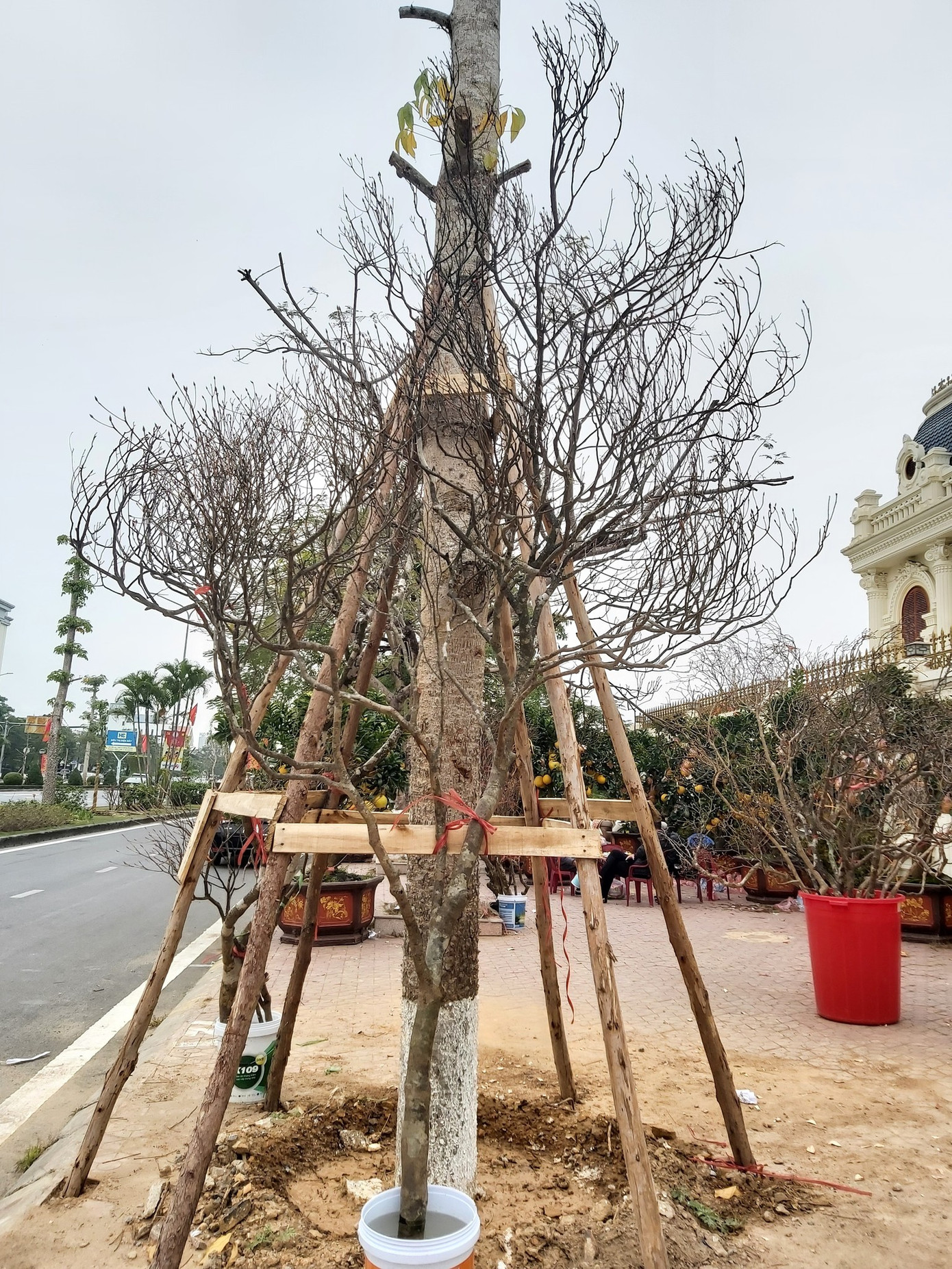 Những cành đào chuông Yên Tử được khai thác rừng thuộc dạng "khủng" đều được các đại gia truy lùng mua tại gốc. Đa số những cành đào chuông được rao bán trên mạng xã hội hoặc bán dọc đường đều là những cành đào nhỏ hoặc được chiết tại vườn. Những cành đào chuông Yên Tử được khai thác rừng thuộc dạng "khủng" đều được các đại gia truy lùng mua tại gốc. Đa số những cành đào chuông được rao bán trên mạng xã hội hoặc bán dọc đường đều là những cành đào nhỏ hoặc được chiết tại vườn.