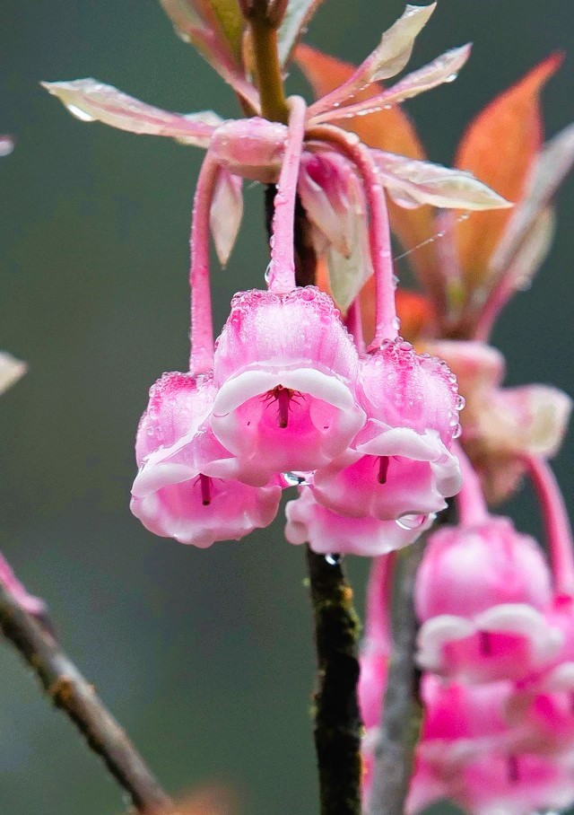 Loài hoa này chưa được trồng nhiều nên khá ít người bán, số lượng hàng cũng không nhiều nên càng khan hiếm, khiến ai cũng tò mò, muốn ngắm thử. Loài hoa này chưa được trồng nhiều nên khá ít người bán, số lượng hàng cũng không nhiều nên càng khan hiếm, khiến ai cũng tò mò, muốn ngắm thử.
