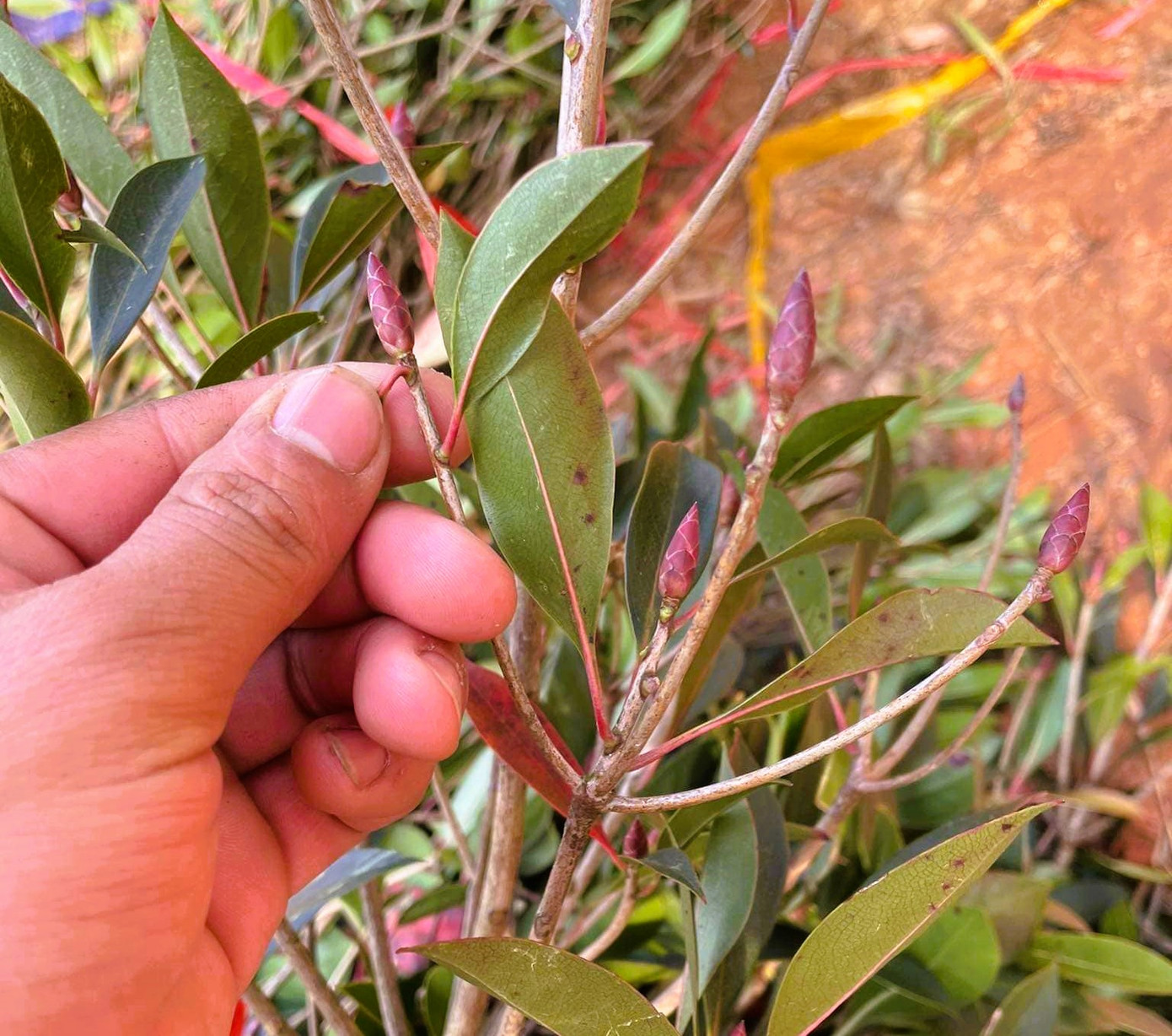 Mỗi cành đào chuông rừng có giá từ vài triệu, thậm chí cả chục triệu đồng. Mỗi cành đào chuông rừng có giá từ vài triệu, thậm chí cả chục triệu đồng.