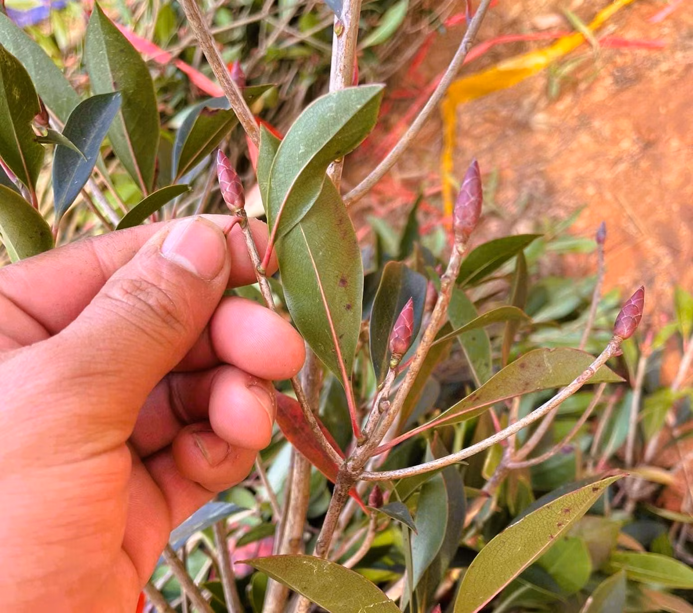 Mỗi cành đào chuông rừng có giá từ vài triệu, thậm chí cả chục triệu đồng. Mỗi cành đào chuông rừng có giá từ vài triệu, thậm chí cả chục triệu đồng.