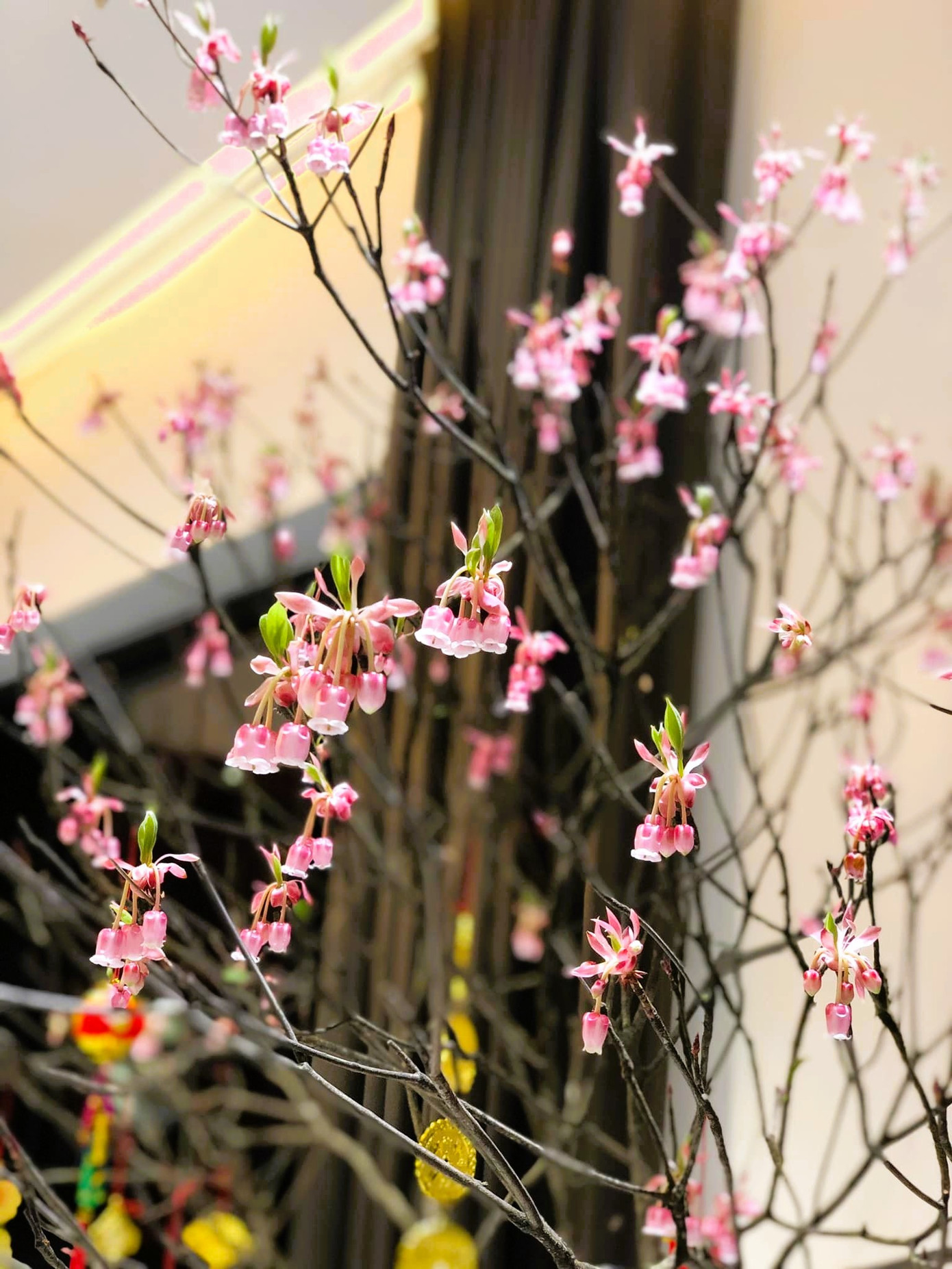 Nhiều ngày qua, thị trường hoa Tết Nguyên đán đang bị khuấy động bởi một loại hoa có tên đào chuông Yên Tử. Nhiều ngày qua, thị trường hoa Tết Nguyên đán đang bị khuấy động bởi một loại hoa có tên đào chuông Yên Tử.