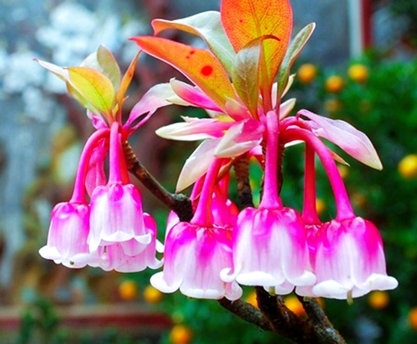 Loài hoa xinh xắn như những hạt ngọc có hình chiếc chuông nhỏ đang thu hút sự quan tâm của nhiều người yêu hoa. Loài hoa xinh xắn như những hạt ngọc có hình chiếc chuông nhỏ đang thu hút sự quan tâm của nhiều người yêu hoa.