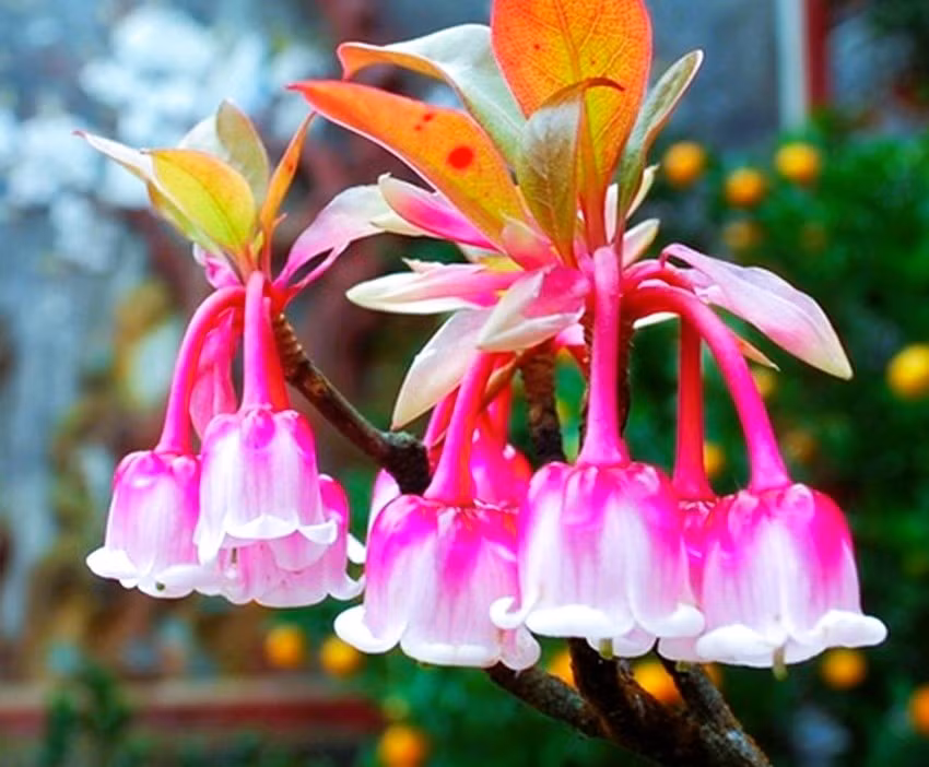 Loài hoa xinh xắn như những hạt ngọc có hình chiếc chuông nhỏ đang thu hút sự quan tâm của nhiều người yêu hoa. Loài hoa xinh xắn như những hạt ngọc có hình chiếc chuông nhỏ đang thu hút sự quan tâm của nhiều người yêu hoa.