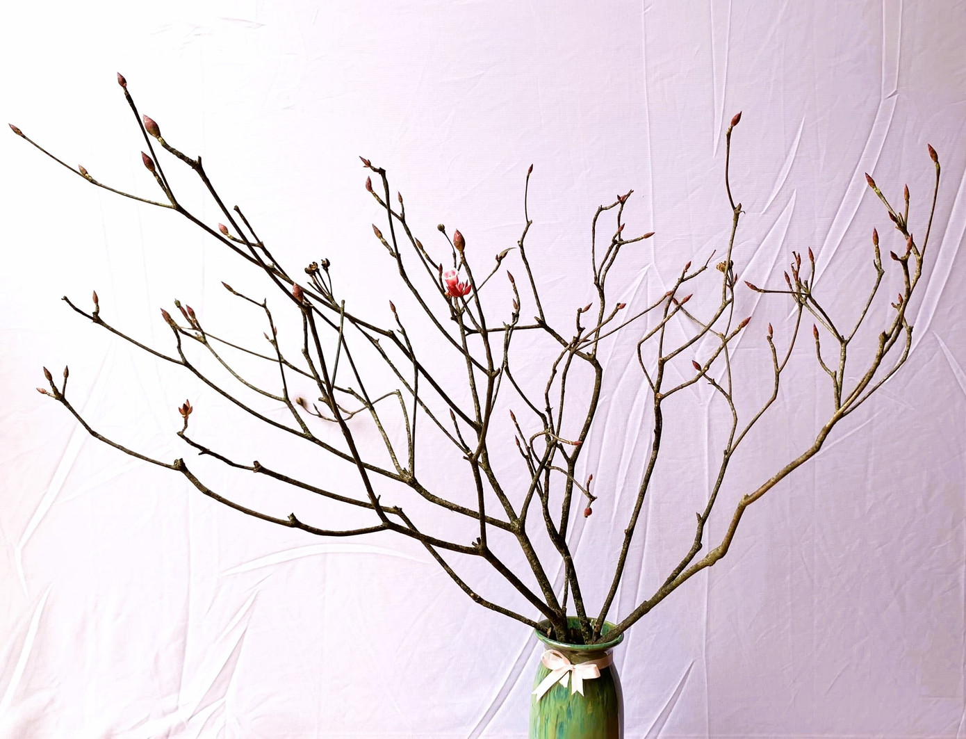 Cách chăm sóc dưỡng hoa cũng khá đơn giản, không quá cầu kỳ. Khi mua về nên vào thùng nước, cắm ngoài trời và phun nước toàn bộ các cánh hoa hàng ngày để kích thích ra nụ. Cách chăm sóc dưỡng hoa cũng khá đơn giản, không quá cầu kỳ. Khi mua về nên vào thùng nước, cắm ngoài trời và phun nước toàn bộ các cánh hoa hàng ngày để kích thích ra nụ.