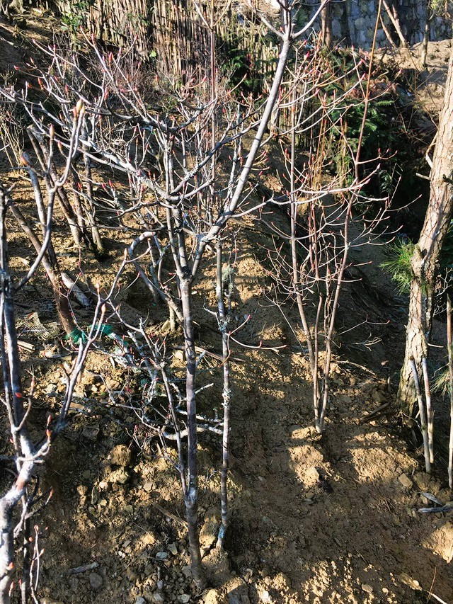 Vài năm trở lại đây, nhiều hộ trồng hoa đã ươm giống cây đào chuông Yên Tử tại vườn để tránh việc khai thác đào chuông rừng nhưng hoa của loại trồng vườn có màu sắc không được đẹp bằng cây đào chuông rừng. Vài năm trở lại đây, nhiều hộ trồng hoa đã ươm giống cây đào chuông Yên Tử tại vườn để tránh việc khai thác đào chuông rừng nhưng hoa của loại trồng vườn có màu sắc không được đẹp bằng cây đào chuông rừng.