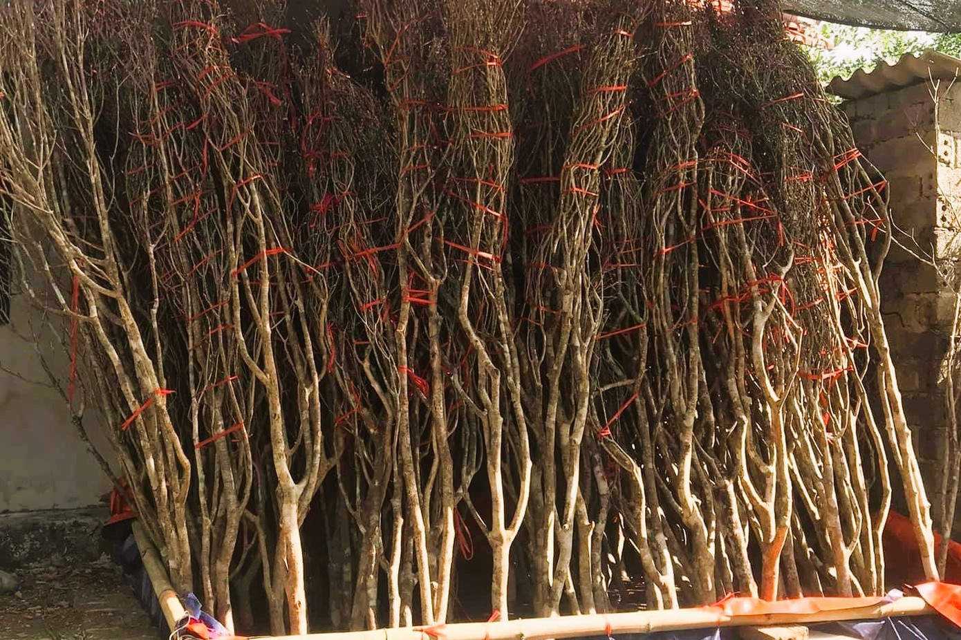 Cây hoa đào chuông chỉ nở đúng một mùa xuân, tầm từ tháng 1 đến tháng 3 dương lịch, đúng dịp Tết Nguyên đán. Cây hoa đào chuông chỉ nở đúng một mùa xuân, tầm từ tháng 1 đến tháng 3 dương lịch, đúng dịp Tết Nguyên đán.