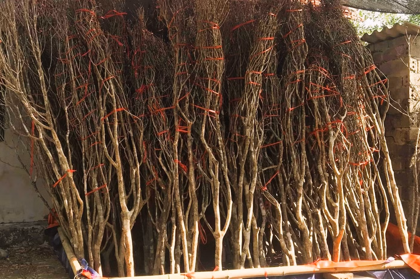 Cây hoa đào chuông chỉ nở đúng một mùa xuân, tầm từ tháng 1 đến tháng 3 dương lịch, đúng dịp Tết Nguyên đán. Cây hoa đào chuông chỉ nở đúng một mùa xuân, tầm từ tháng 1 đến tháng 3 dương lịch, đúng dịp Tết Nguyên đán.