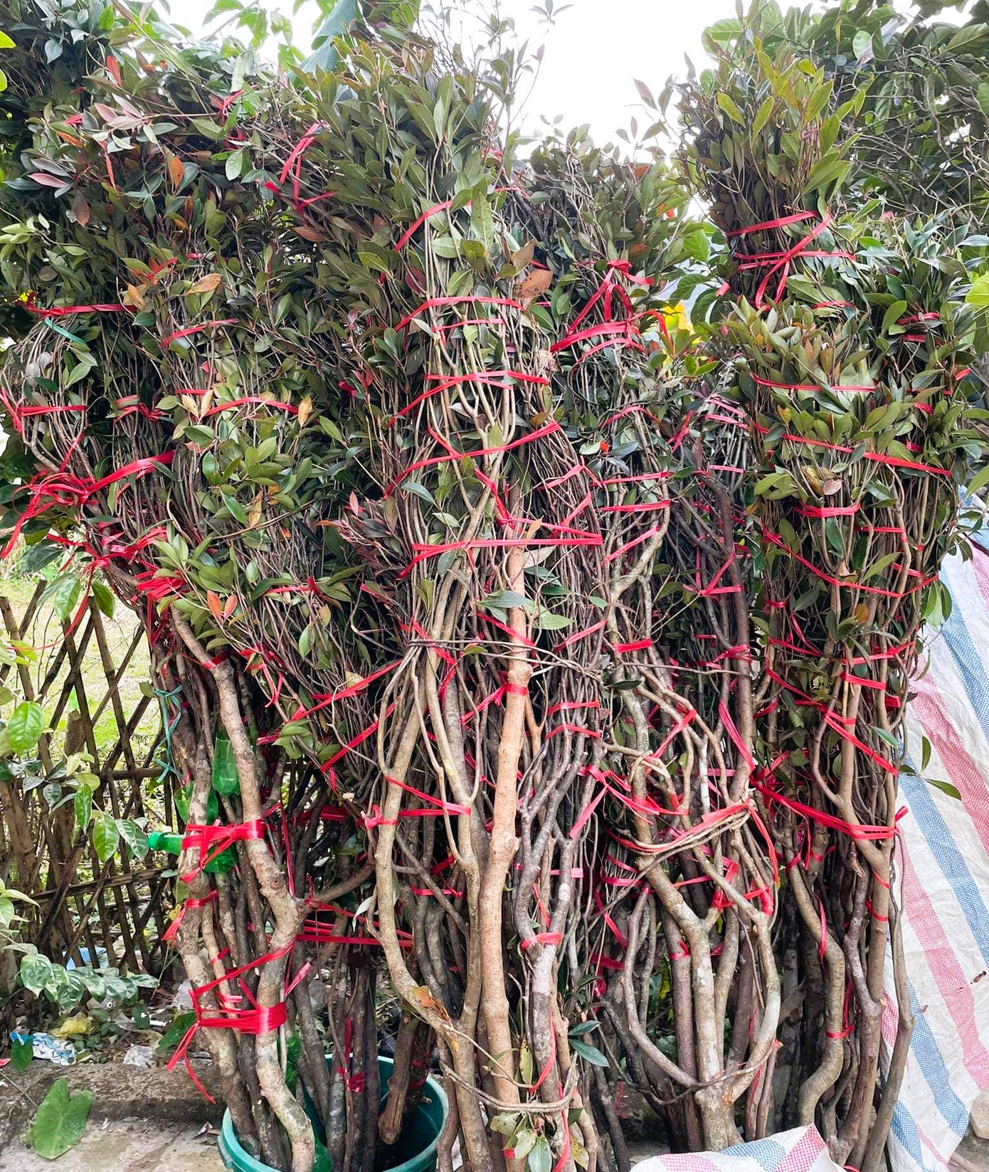 Đào chuông có thể tìm thấy ở các cánh rừng ở Sơn La, Lào Cai, Bắc Giang, Lạng Sơn, Bà Nà song đào chuông ở núi Yên Tử Quảng Ninh cho màu đẹp nhất. Đa số cành đào chuông từ cỡ nhỏ tới cỡ lớn tới vài mét mà mọi người bán trên thị trường đều cắt ở trong thiên nhiên. Hiện chưa có nhiều nhà vườn nhân giống và trồng đại trà cây đào chuông này để bán cành. Đào chuông có thể tìm thấy ở các cánh rừng ở Sơn La, Lào Cai, Bắc Giang, Lạng Sơn, Bà Nà song đào chuông ở núi Yên Tử Quảng Ninh cho màu đẹp nhất. Đa số cành đào chuông từ cỡ nhỏ tới cỡ lớn tới vài mét mà mọi người bán trên thị trường đều cắt ở trong thiên nhiên. Hiện chưa có nhiều nhà vườn nhân giống và trồng đại trà cây đào chuông này để bán cành.