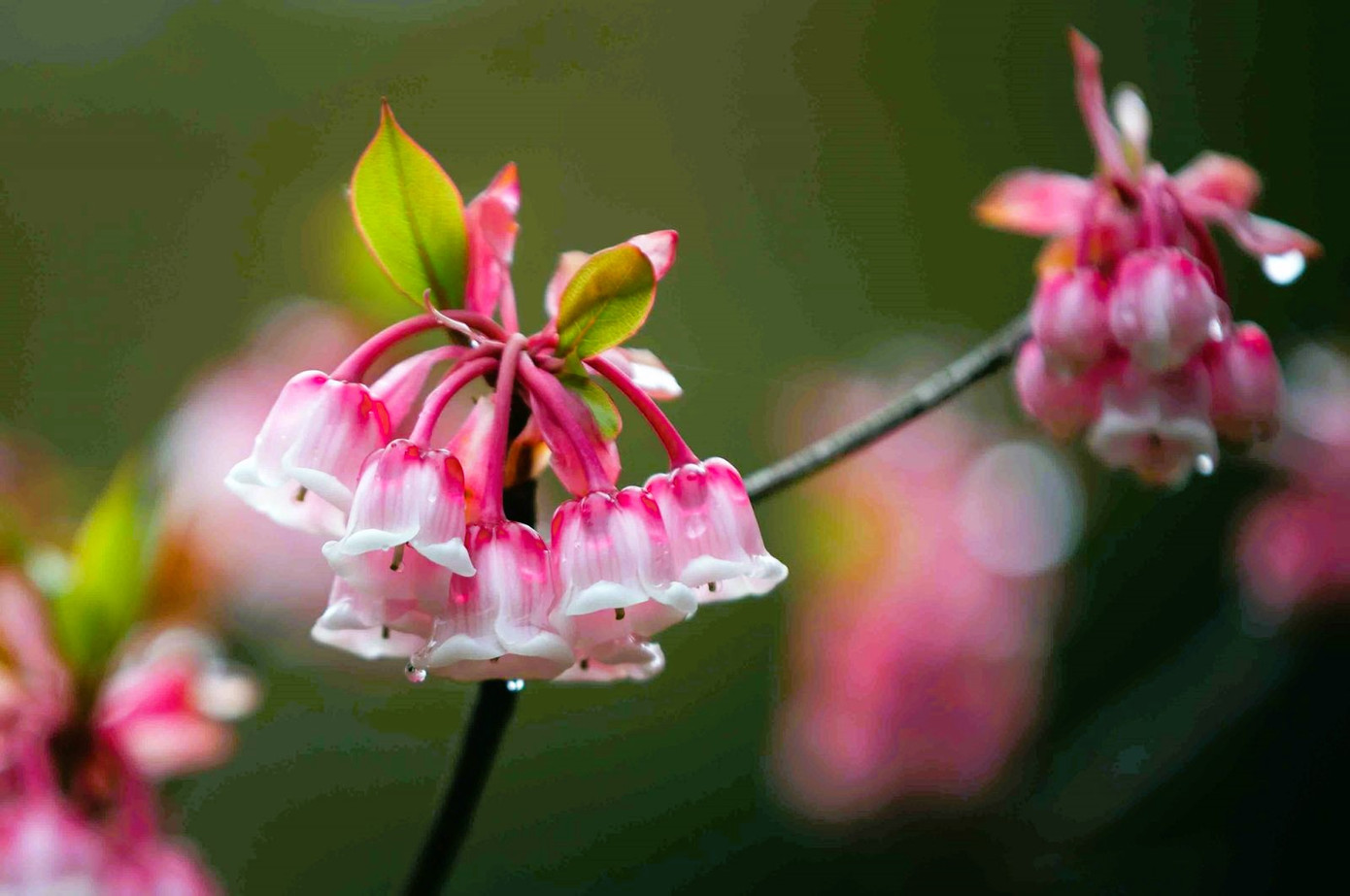 Tên gọi của loài hoa này cũng bắt nguồn từ hình dáng nở rất đặc biệt như những chiếc chuông nhỏ xinh treo lơ lửng. Tên gọi của loài hoa này cũng bắt nguồn từ hình dáng nở rất đặc biệt như những chiếc chuông nhỏ xinh treo lơ lửng.