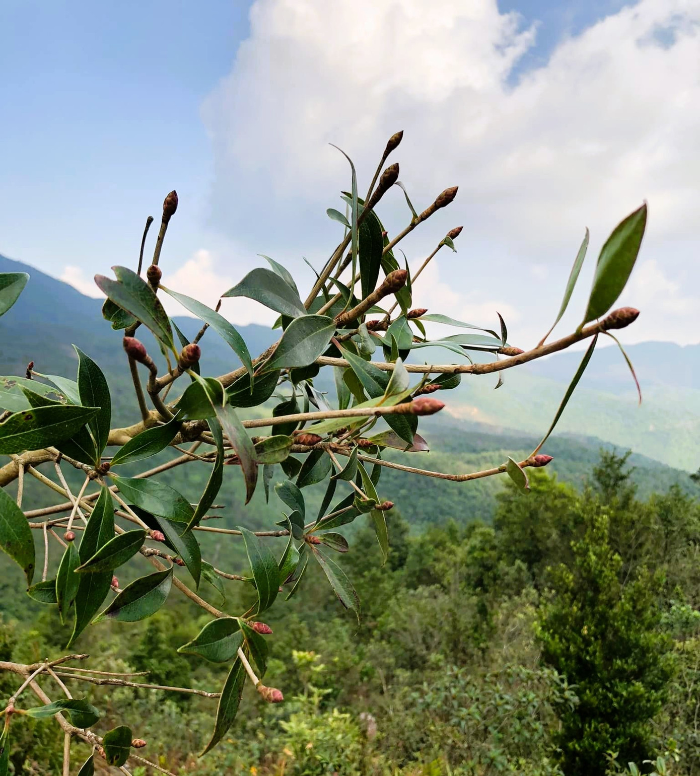 Để lấy được một cành đào chuông Yên Tử tại rừng rất khó khăn vất vả nên giá thành của loại hoa này không hề rẻ. Để lấy được một cành đào chuông Yên Tử tại rừng rất khó khăn vất vả nên giá thành của loại hoa này không hề rẻ.