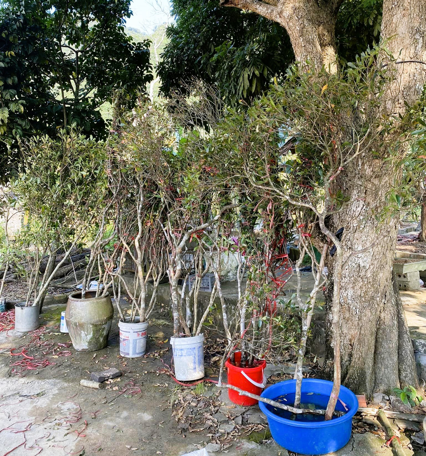 Đào chuông thuộc họ đỗ quyên (Ericcaceae) bộ Ericales, lớp Magnoliopsida, là loại cây tiểu mộc chỉ cao khoảng 5m trở lại, lá nhỏ, nhánh non không lông, được phân bố ở độ cao từ 1.400 m trở lên. Đào chuông thuộc họ đỗ quyên (Ericcaceae) bộ Ericales, lớp Magnoliopsida, là loại cây tiểu mộc chỉ cao khoảng 5m trở lại, lá nhỏ, nhánh non không lông, được phân bố ở độ cao từ 1.400 m trở lên.