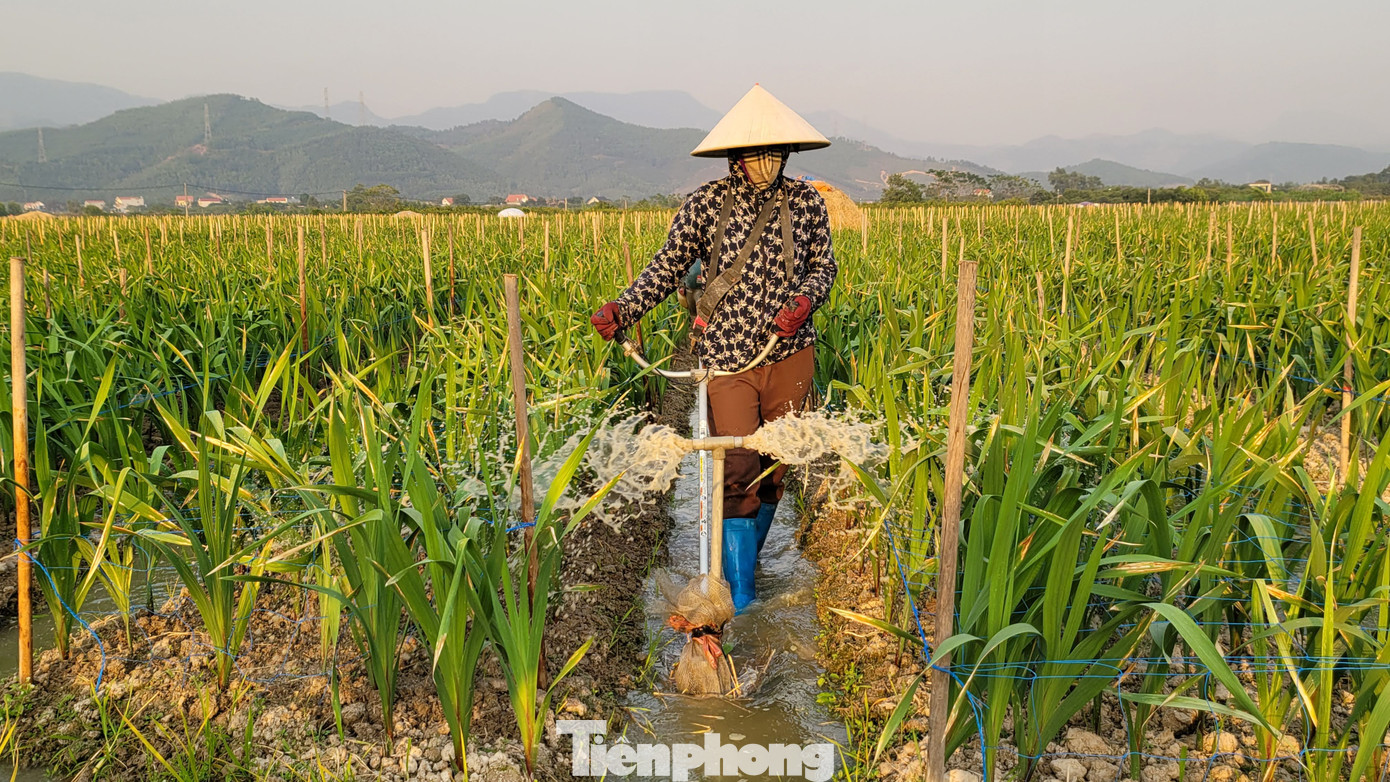 Trái ngược với cây quất, người nông dân trồng hoa lại lo lắng vì không khí lạnh kéo dài khiến hoa không phát triển tốt.