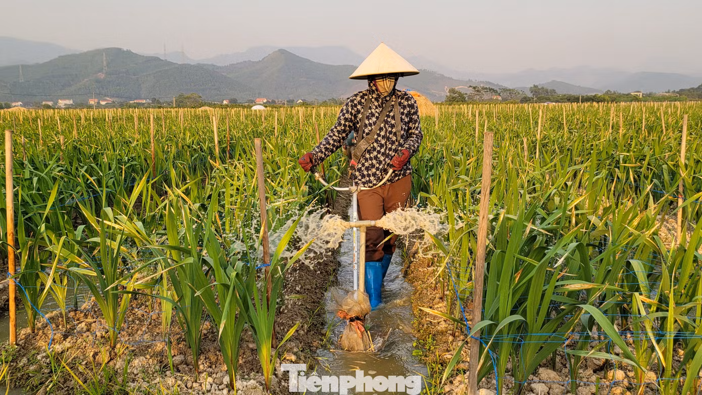 Trái ngược với cây quất, người nông dân trồng hoa lại lo lắng vì không khí lạnh kéo dài khiến hoa không phát triển tốt. Trái ngược với cây quất, người nông dân trồng hoa lại lo lắng vì không khí lạnh kéo dài khiến hoa không phát triển tốt.