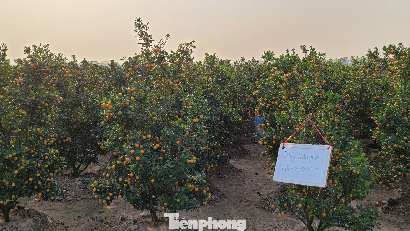 Từ những ngày cuối tháng 12, các hộ nông dân đã treo biển bán đào quất phục vụ lái buôn gom hàng bán Tết.