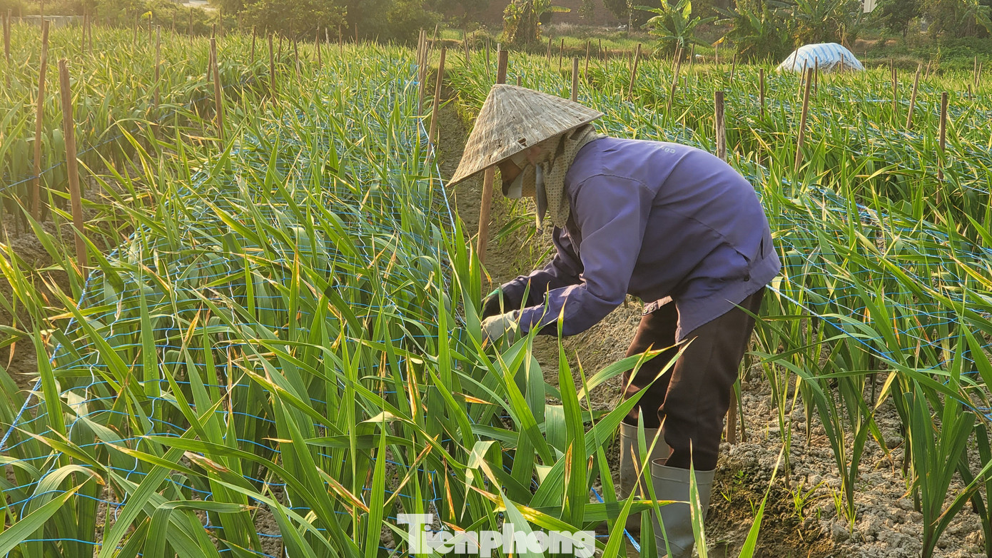 Gần 2 tháng không có mưa, hoa dơn, hoa ly ở Bình Khê đang đứng trước nguy cơ lỡ hẹn với Tết.