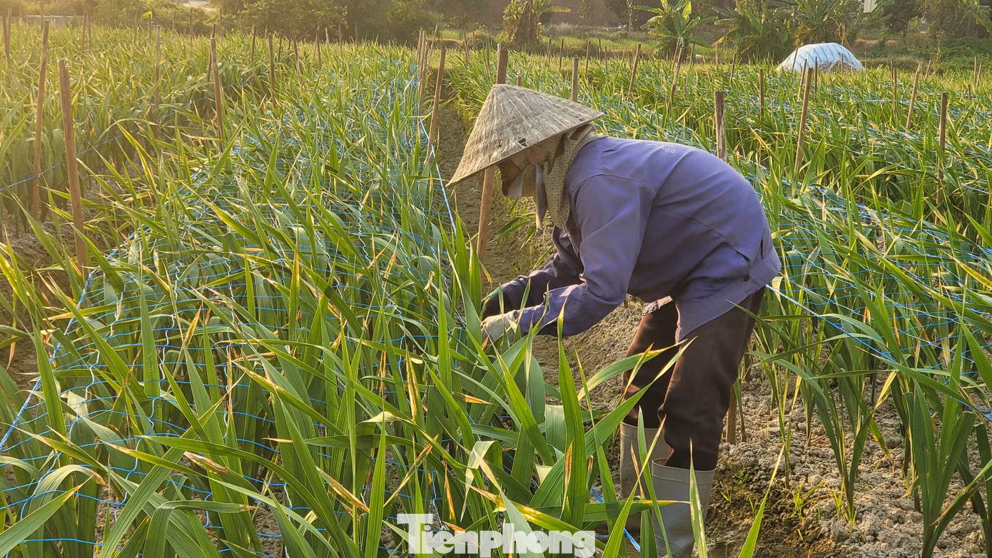 Gần 2 tháng không có mưa, hoa dơn, hoa ly ở Bình Khê đang đứng trước nguy cơ lỡ hẹn với Tết. Gần 2 tháng không có mưa, hoa dơn, hoa ly ở Bình Khê đang đứng trước nguy cơ lỡ hẹn với Tết.