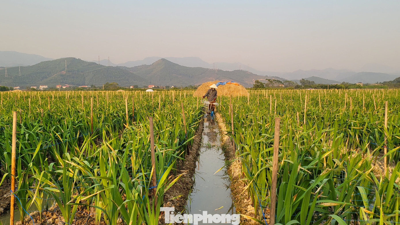 “Nếu phát triển đúng thì đến thời điểm này cây được tầm 7 lá rồi. Nếu thời tiết nắng ấm còn hy vọng hoa kịp nở vào dịp Tết, nhưng theo kinh nghiệm và dự báo thời tiết sắp tới, may lắm hoa chỉ đạt một nửa”, chị Huế, thôn Dọc Mản nói.