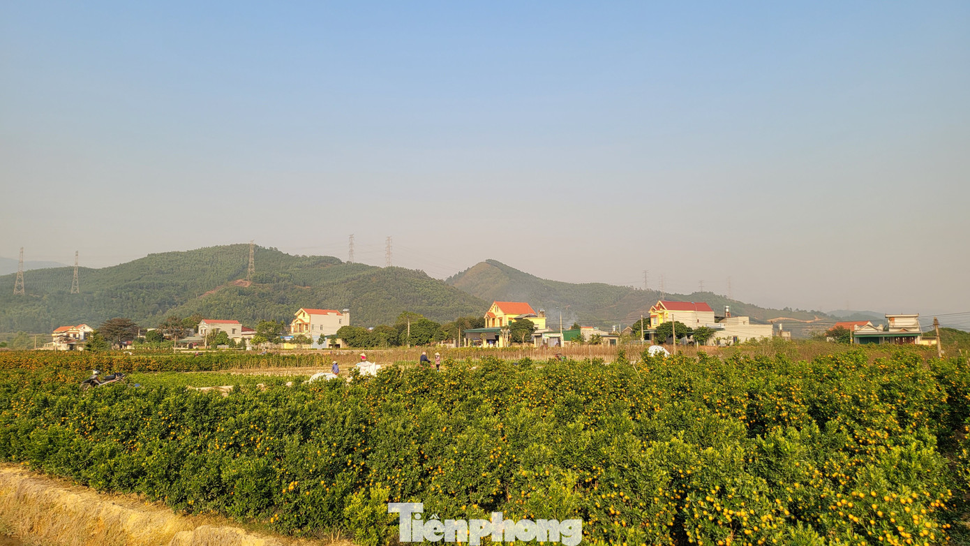 Với hơn 100ha trồng cây cảnh, hoa Tết, mỗi vụ, người nông dân xã Bình Khê thu về hàng chục tỷ đồng.