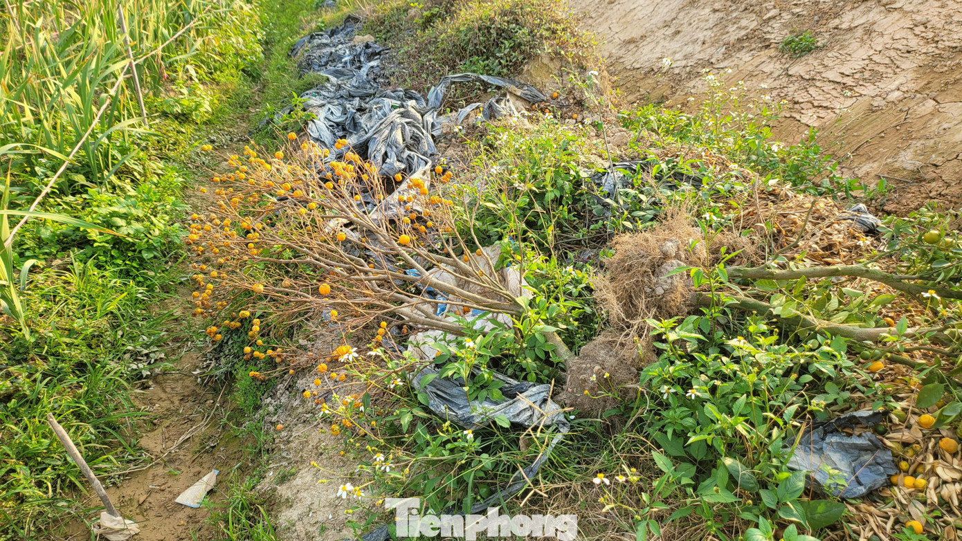 Đến thời điểm hiện tại, thời tiết Quảng Ninh vẫn chưa có dấu hiệu mưa trong những ngày tới và không khí lạnh tăng cường vẫn đang tràn về khiến những người nông dân trồng hoa cho rằng, năm nay sẽ là một vụ hoa Tết buồn đối với người Bình Khê.