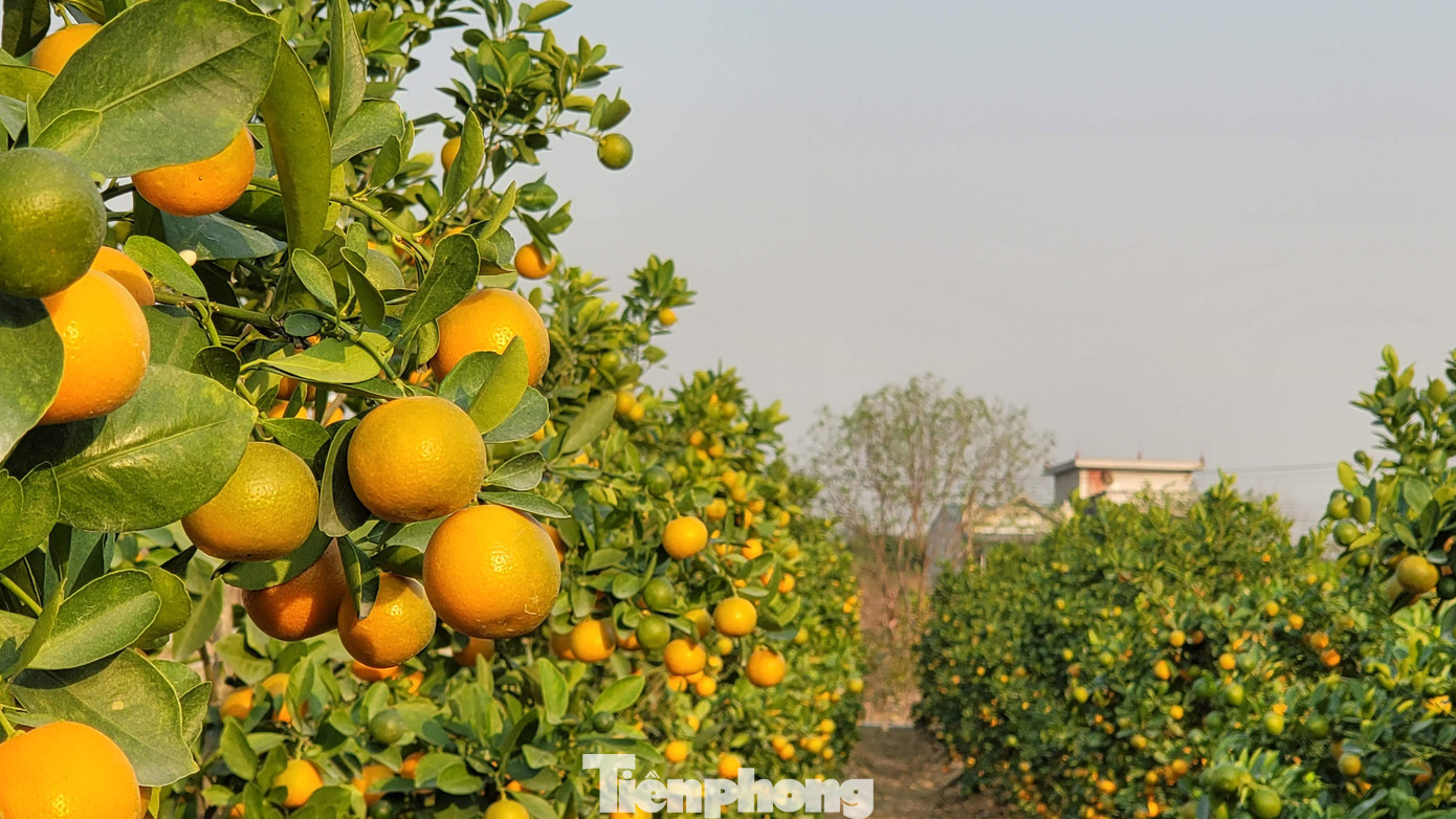 Mỗi cây quất tại vườn tùy chiều cao, tán rộng sẽ có giá bán từ 350 đến 500 nghìn đồng/1 cây.