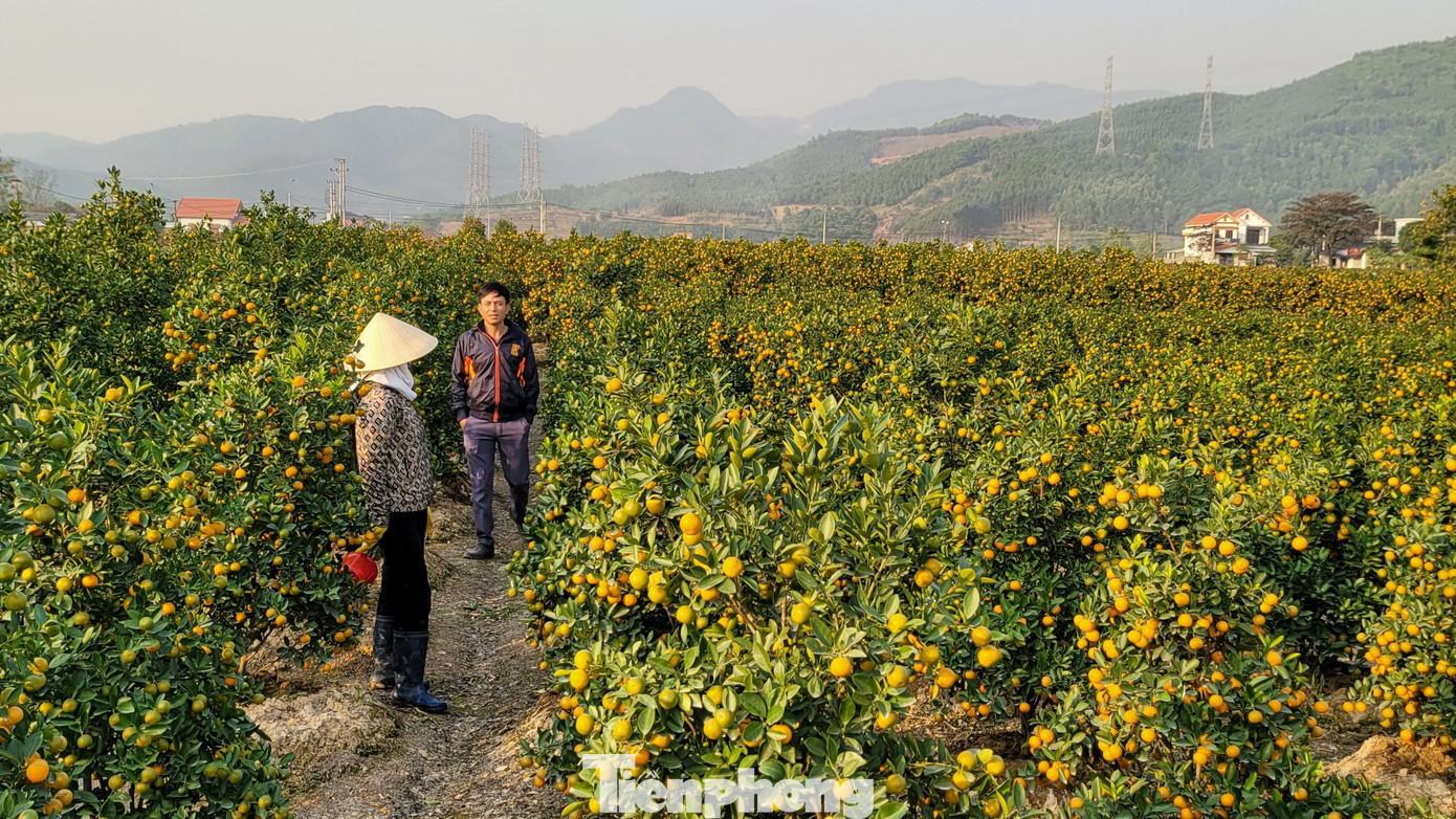 Năm nay thời tiết nóng ấm nên cây quất phát triển tốt, quả to, mọng và màu vàng tươi khi chín.