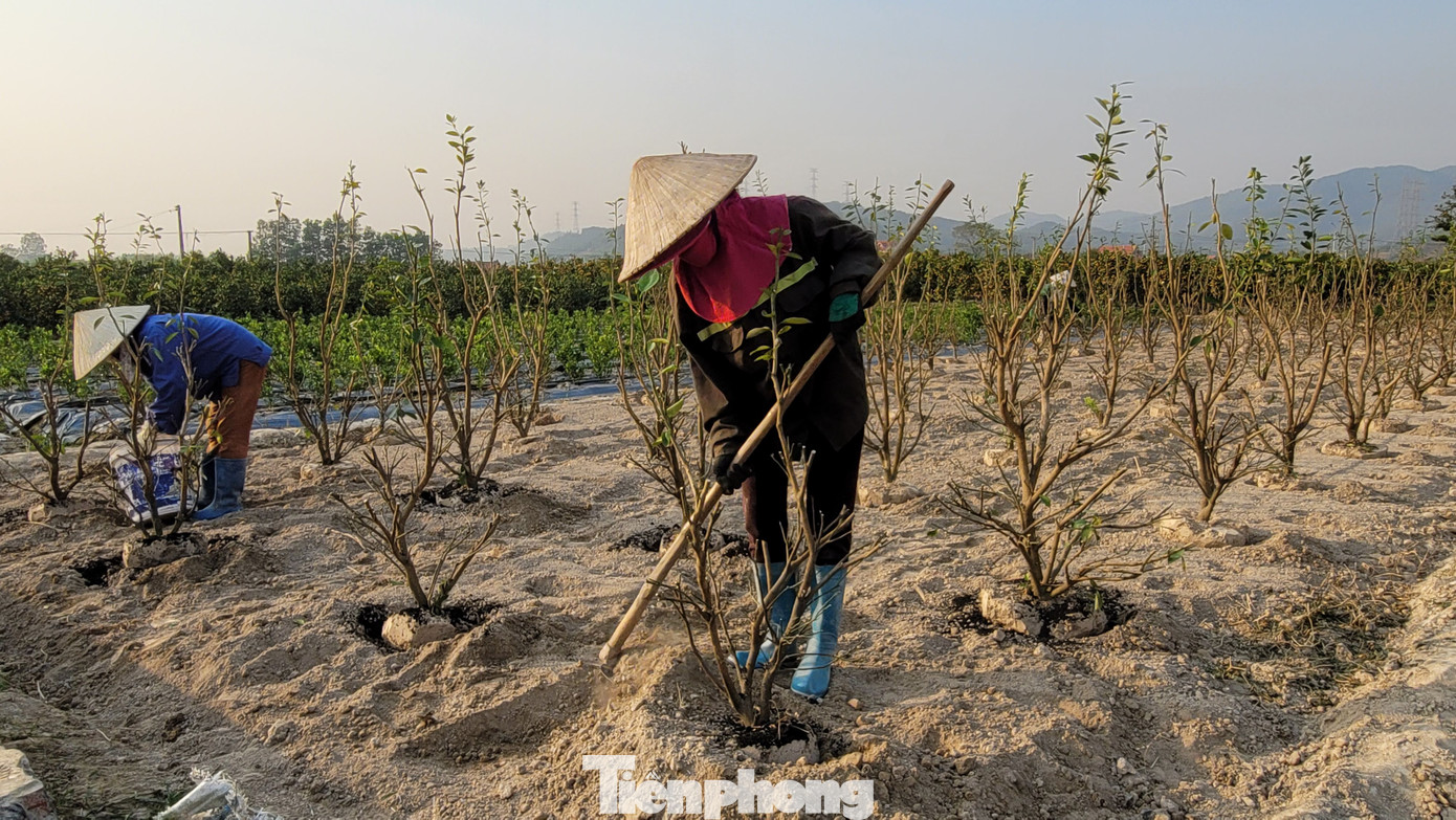 Nhiều hộ gia đình đã tranh thủ trồng mới quất gối vụ để có hàng cho năm Tết năm sau.