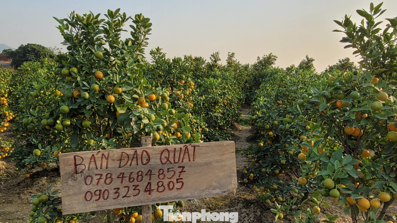 Ngoài hoa dơn, hoa ly... đào, mai Tết ở Bình Khê cũng bị ảnh hưởng bởi thời tiết nóng ấm kéo dài khiến nhiều vườn hoa nở lác đác từ đầu tháng 11.