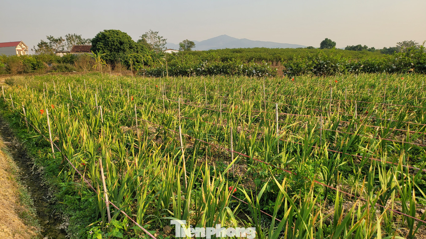 Nhiều diện tích trồng hoa dơn bị bạc đầu lá, hoa phát triển không đều vì lạnh và sương muối.