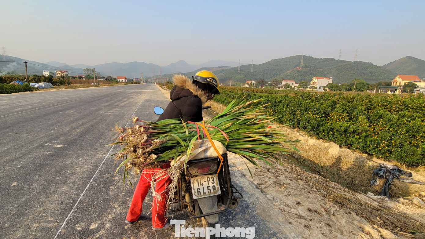 Bà Trần Thị Đậm, thôn Dọc Mản, xã Bình Khê than thở: "Tiết trời năm nay xấu, suốt 2 tháng không có trận mưa nào, sương muối nhiều khiến hoa sinh trưởng kém. Tôi đang lo với đà thời tiết như này, mấy nữa lại rét đậm hoa Tết Bình Khê sẽ hỏng hết."