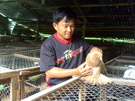 Mô hình nuôi bồ câu gà của anh Đua cho thu nhập hàng trăm triệu đồng/năm. Mô hình nuôi bồ câu gà của anh Đua cho thu nhập hàng trăm triệu đồng/năm