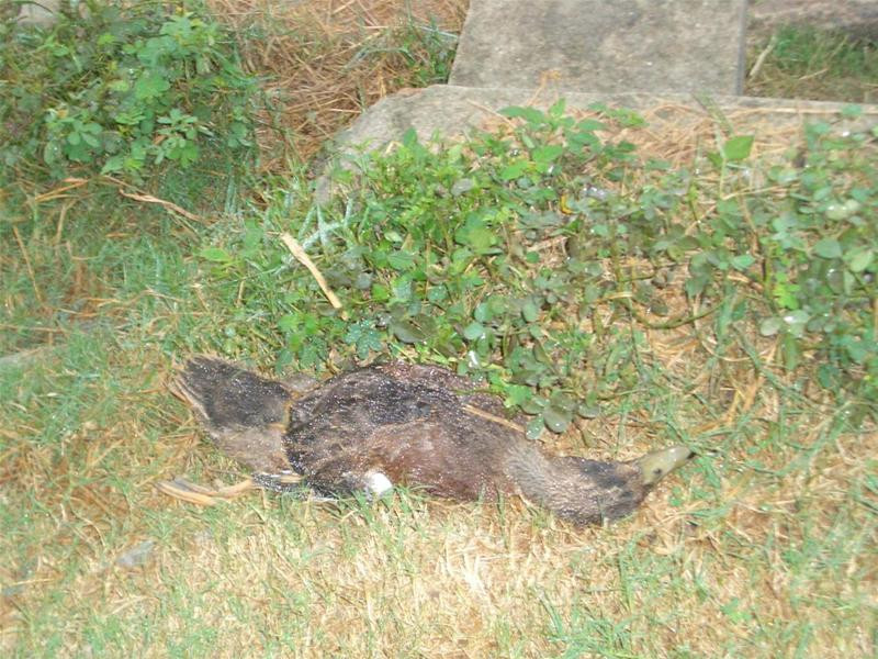 Một con vịt chết bên bờ mương tại thôn Trạch Xá, xã Hoà Lâm, Ứng Hoà, Hà Tây. Ảnh chụp lúc 16h chiều 29/10. (Ảnh TPO)