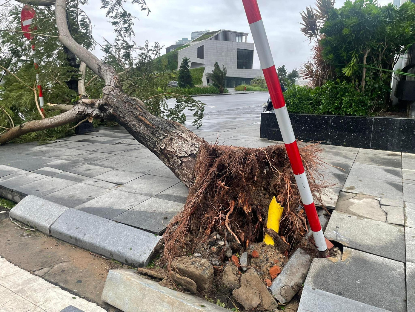 Bão quật đổ một cây to trên đường Lý Tự Trọng, Đà Nẵng