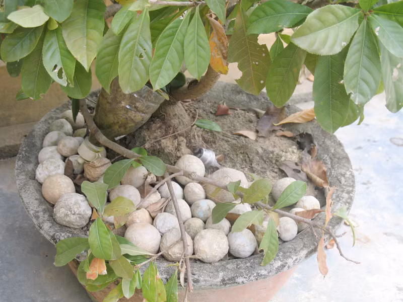 Những viên đạn đá được dùng để trang trí cây cảnh. Những viên đạn đá được dùng để trang trí cây cảnh