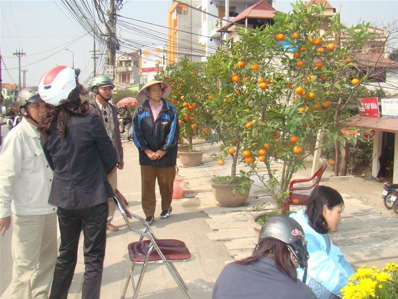 Cây cam canh này có giá 1,5 triệu - đắt gấp 3 lần năm 2007