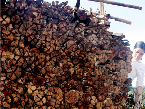 Củi hứa hôn của thiếu nữ Giẻ Triêng