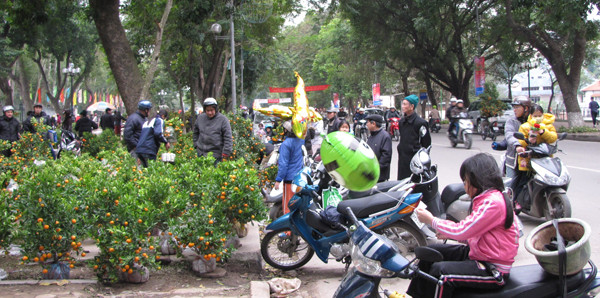 Giá quất giảm nhiều so với vài ngày trước đó. Đến chiều 29 Tết, giá quất chỉ còn trung bình từ 70 - 400 nghìn một gốc. 