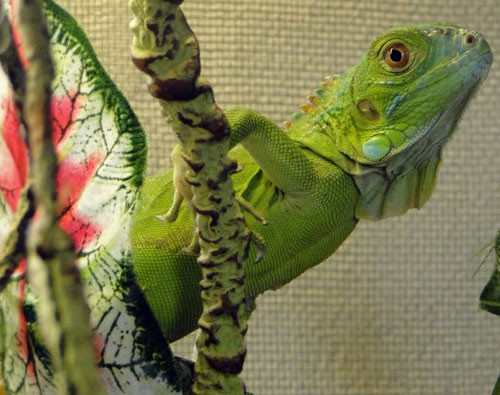 Một loài bò sát Nam Mỹ. Ảnh: N.T.N . Một loài bò sát Nam Mỹ. Ảnh: N.T.N