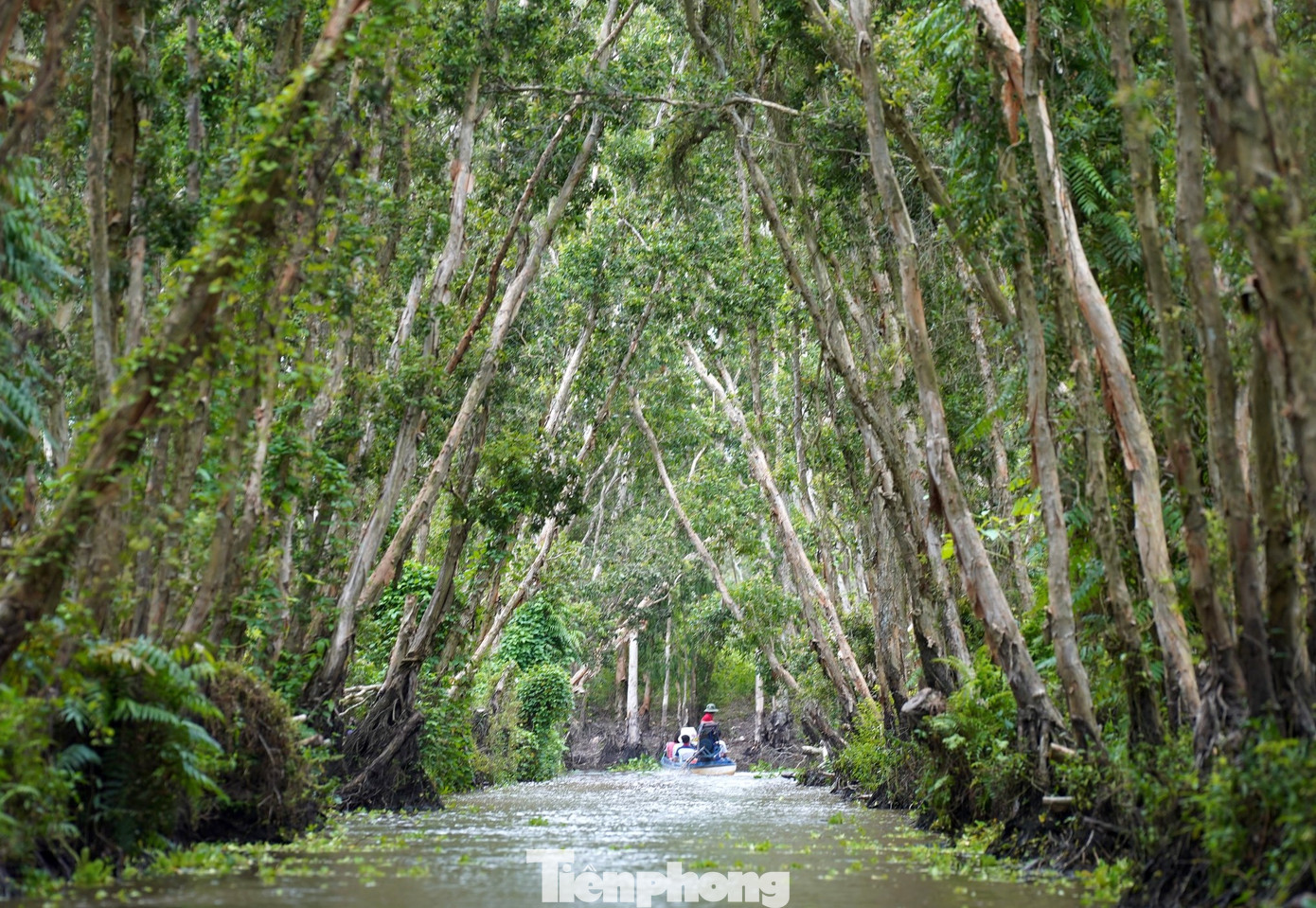 Rừng tràm Trà Sư thuộc xã Văn Giáo, huyện Tịnh Biên (tỉnh An Giang).