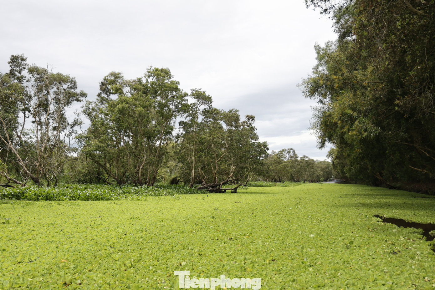Vào mùa này, các cánh bèo cám phủ xanh mặt nước. Khi đi thuyền, bạn sẽ cảm giác như đang lướt qua một thảm xanh.