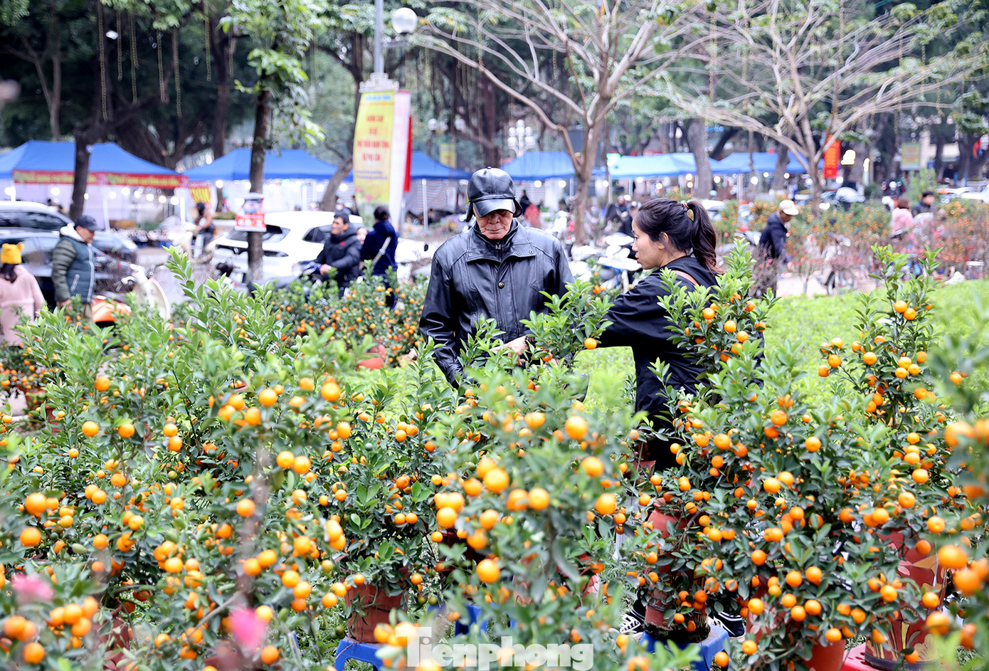 Mua sắm cây cảnh tại chợ hoa xuân, Bác Xuân (quận Hoàn Kiếm, TP Hà Nội) cho biết: "Giáp tết tôi thường hay đi dạo ngắm và chọn hoa về trang trí cho nhà cửa. Thay vì lên vườn đào Nhật Tân mua tại vườn thì tôi mua tại chợ hoa xuân ở Công Viên Thống Nhất cho gần. Giá cả cây, hoa tại đây cũng ở mức trung bình".