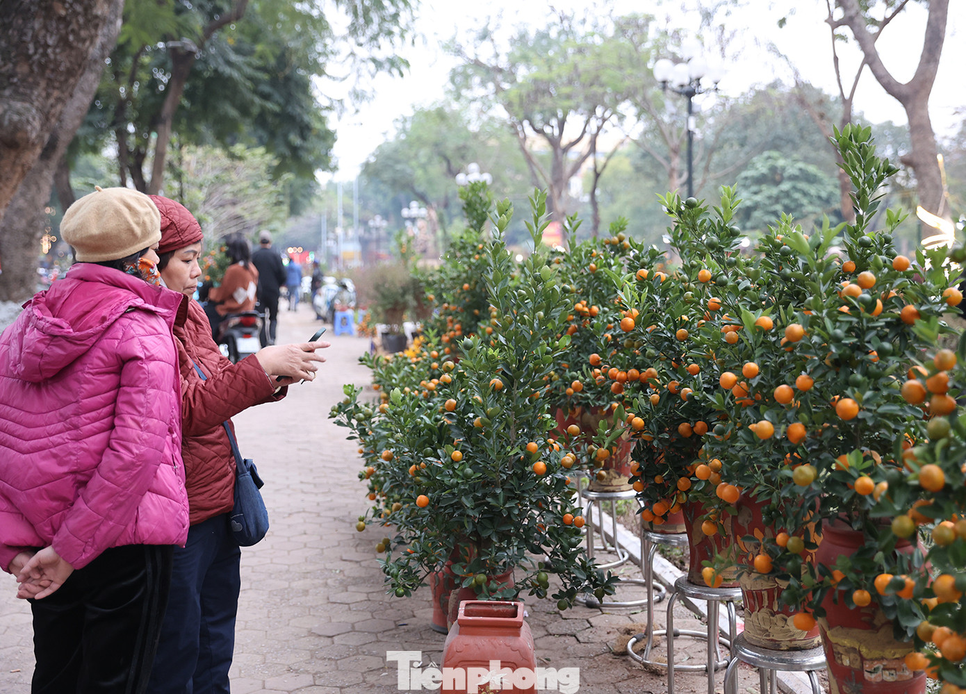 Loại quất cảnh lộc bình nhỏ được nhiều người chú ý.