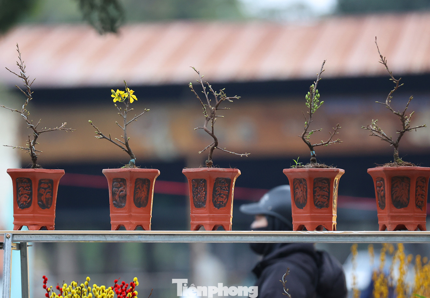 Những cây mai mini hút khách đến mua