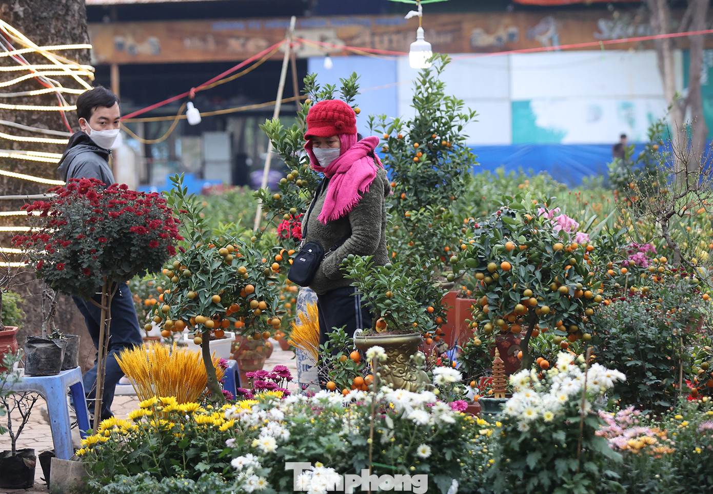 Quất bonsai, cành đào Nhật Tân được bày bán khá nhiều tại đây.